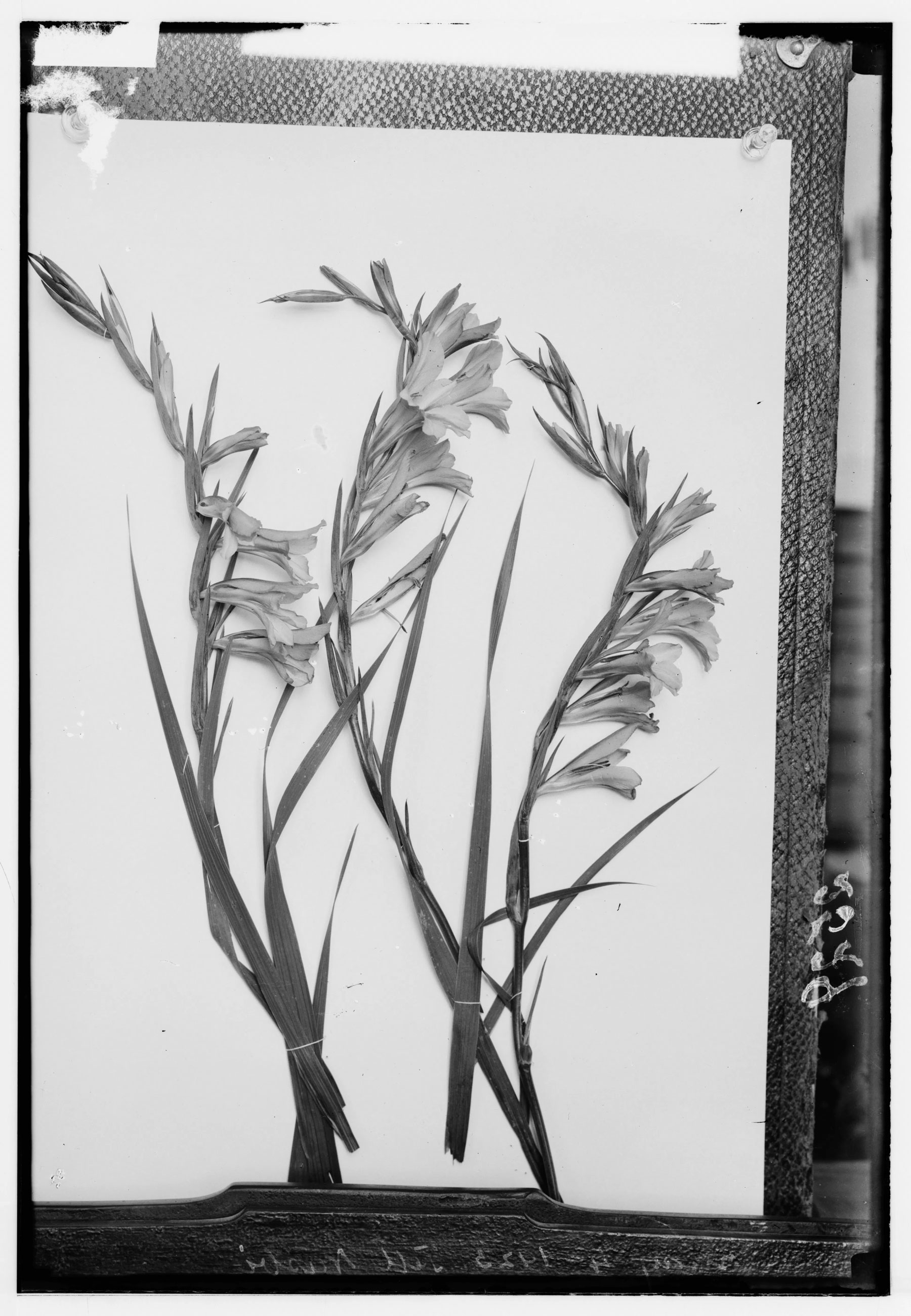 Image of Maritime squill (Urginea maritima Baker)