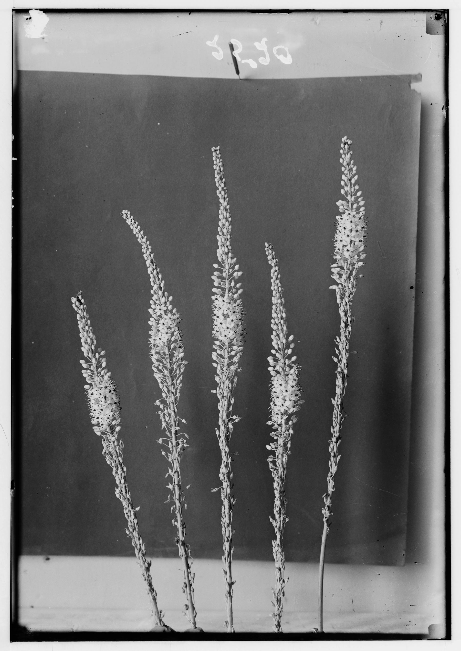 Image of Gladiolus, Cornflag (G. Segetum Gawl)