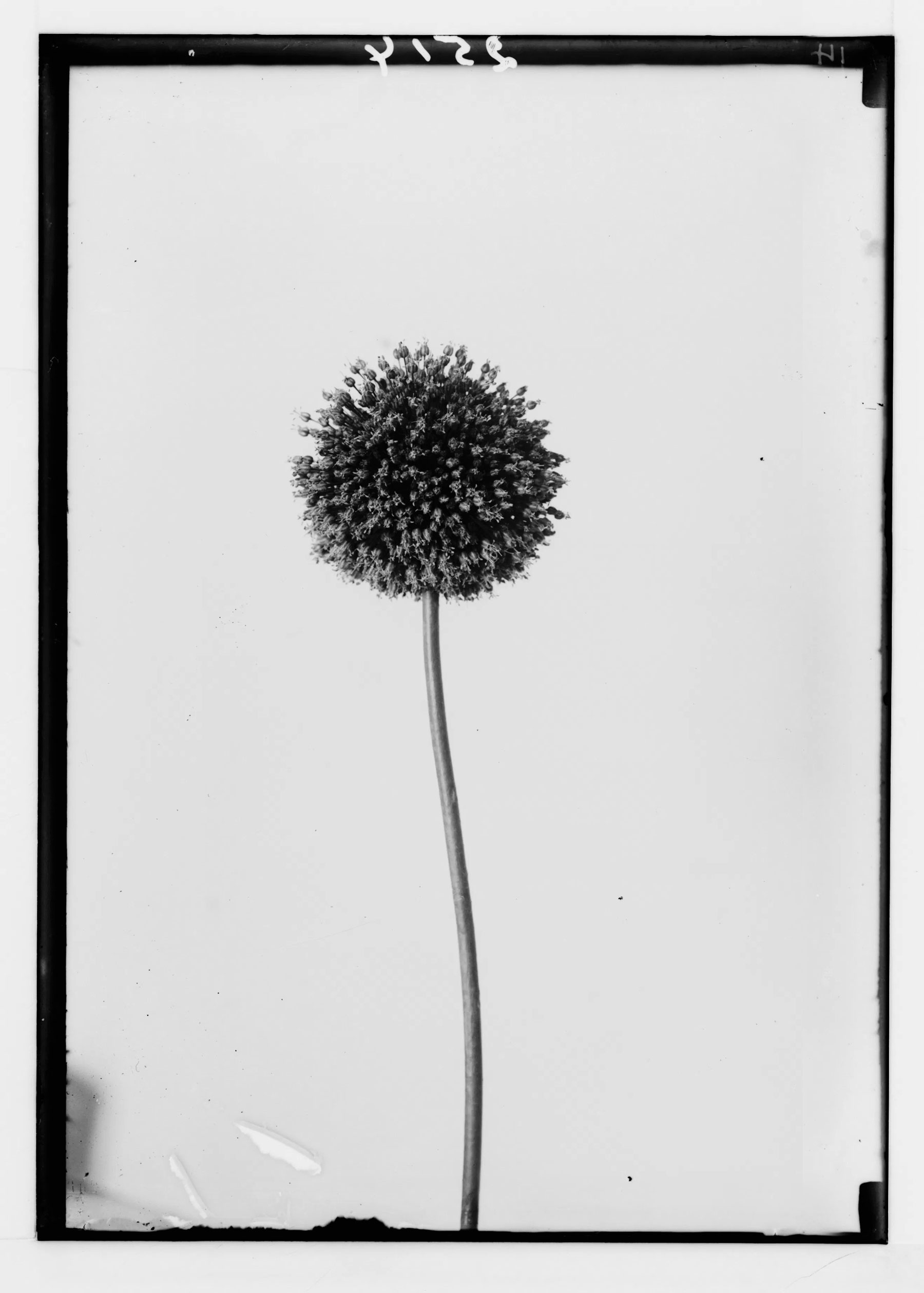Image of Clematis (C. Cirrhosa L.)