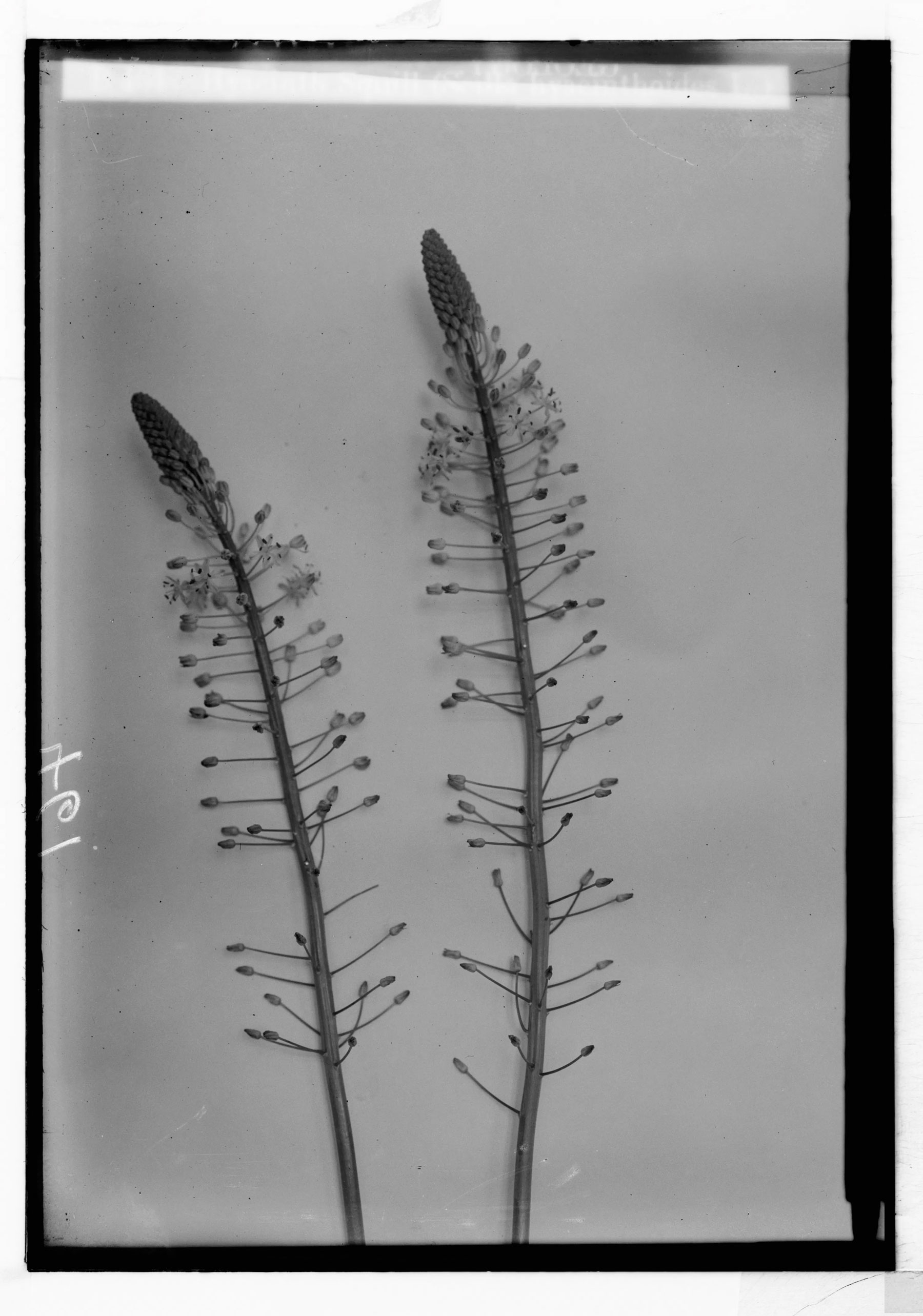 Image of Hyacinth squill (Scilla Hyacinthoides L.)